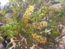 Boswellia sacra